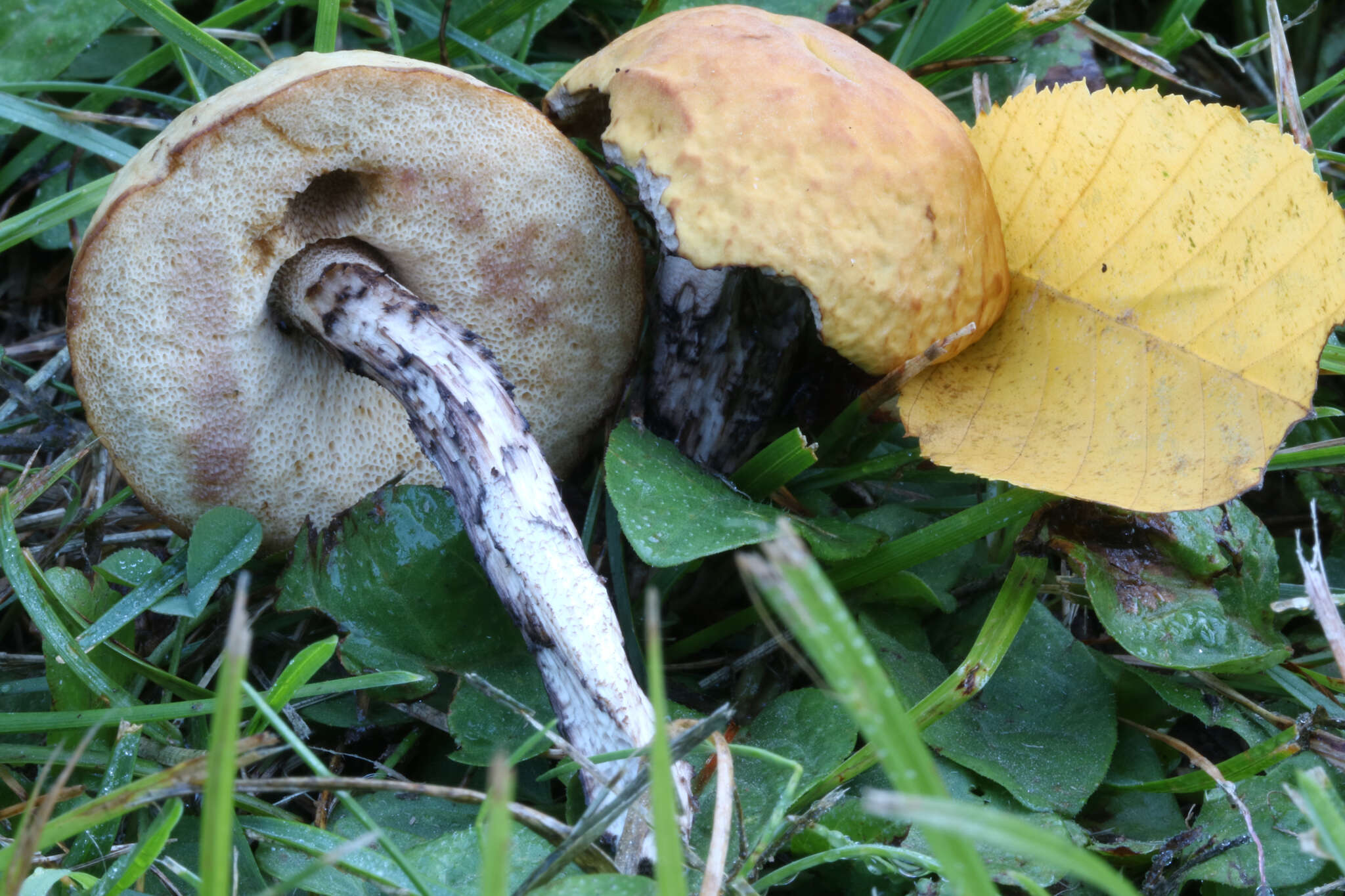 Image of Leccinum luteum A. H. Sm., Thiers & Watling 1967