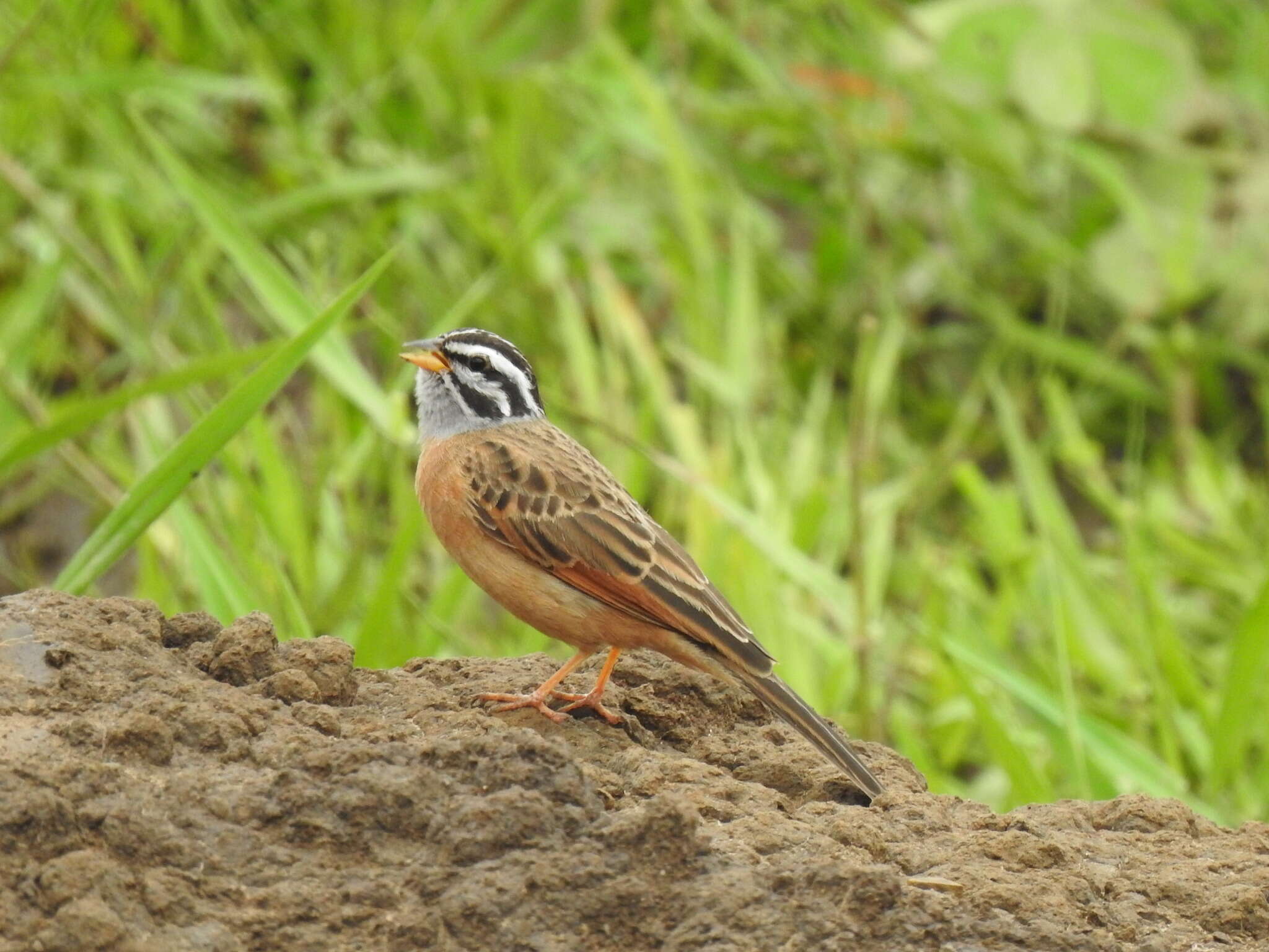 صورة Emberiza goslingi (Alexander 1906)