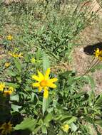 صورة Helianthella californica A. Gray