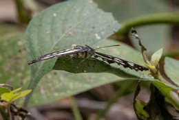 Image de Neptis hylas papaja Moore 1874