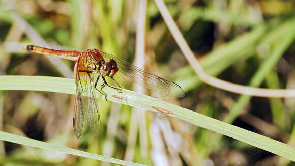 Слика од Erythrodiplax corallina (Brauer 1865)