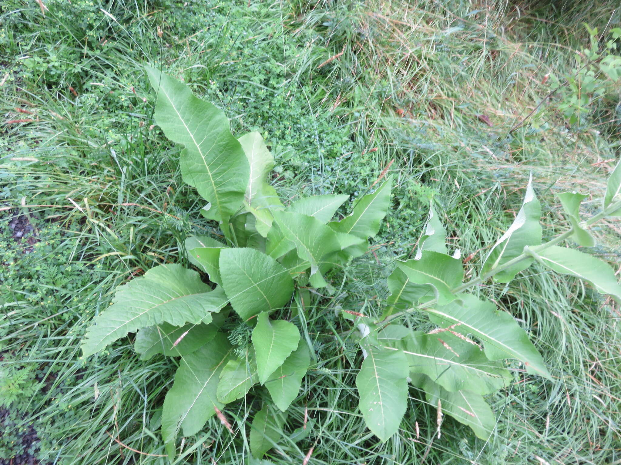 Inula helenium L. resmi