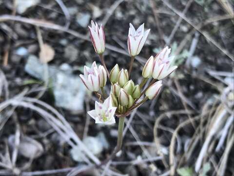 Image of serpentine onion