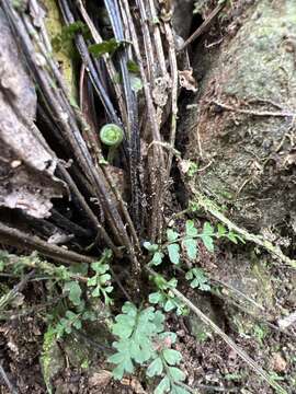 Image of Macrae's Spleenwort