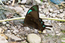 Image of Papilio lorquinianus Felder & Felder 1865