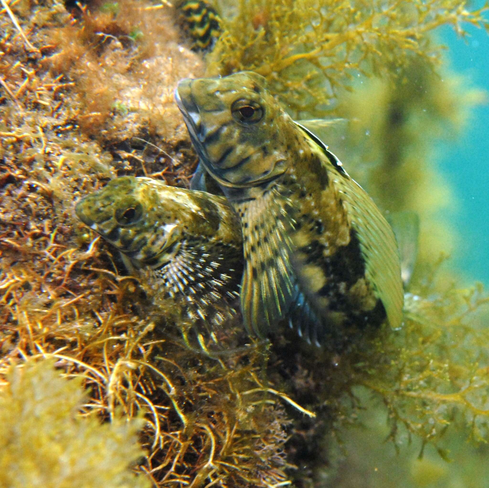 Image of Western Jumping Blenny