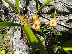 Image of Maxillaria egertoniana (Bateman ex Lindl.) Molinari