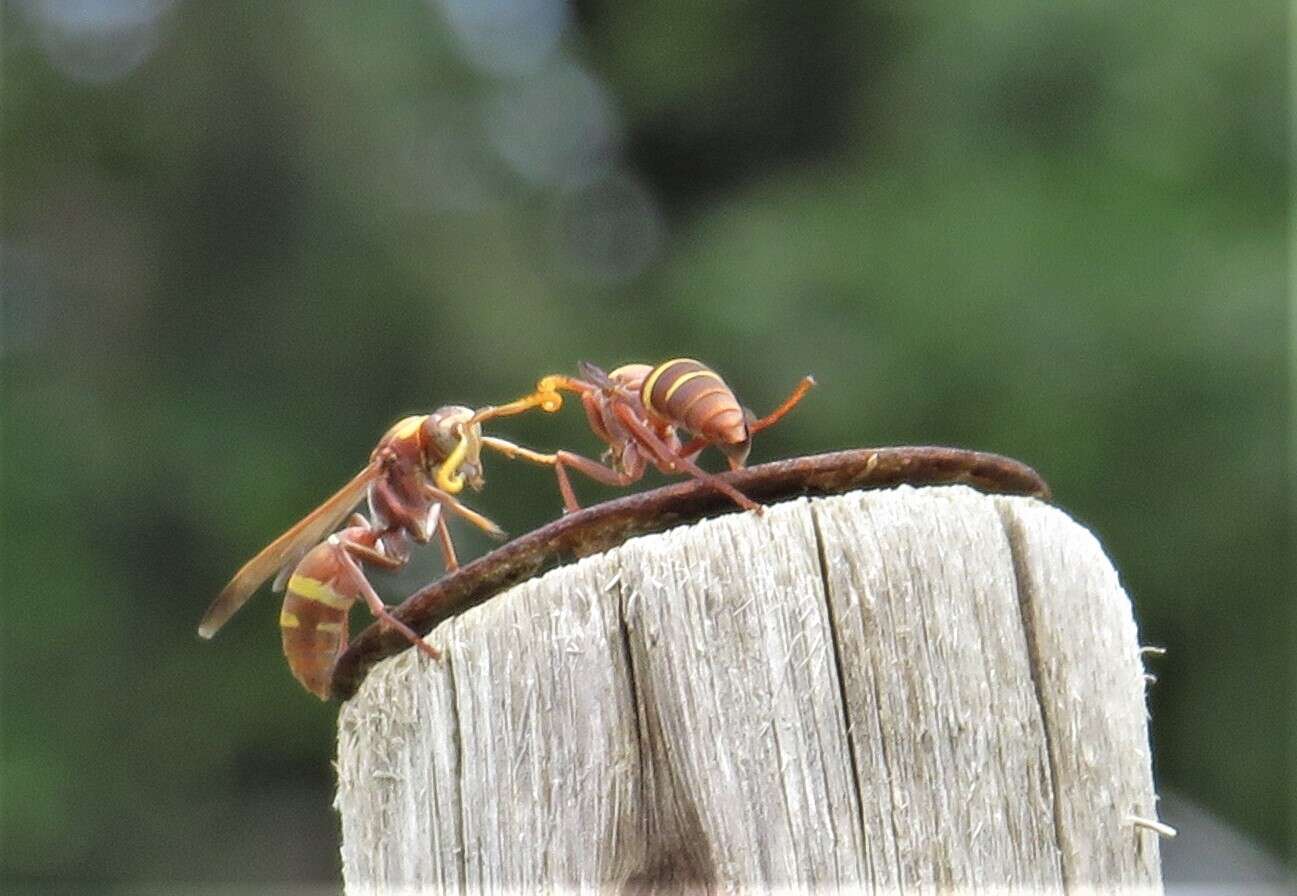 Image of Polistes badius Gerst. 1873