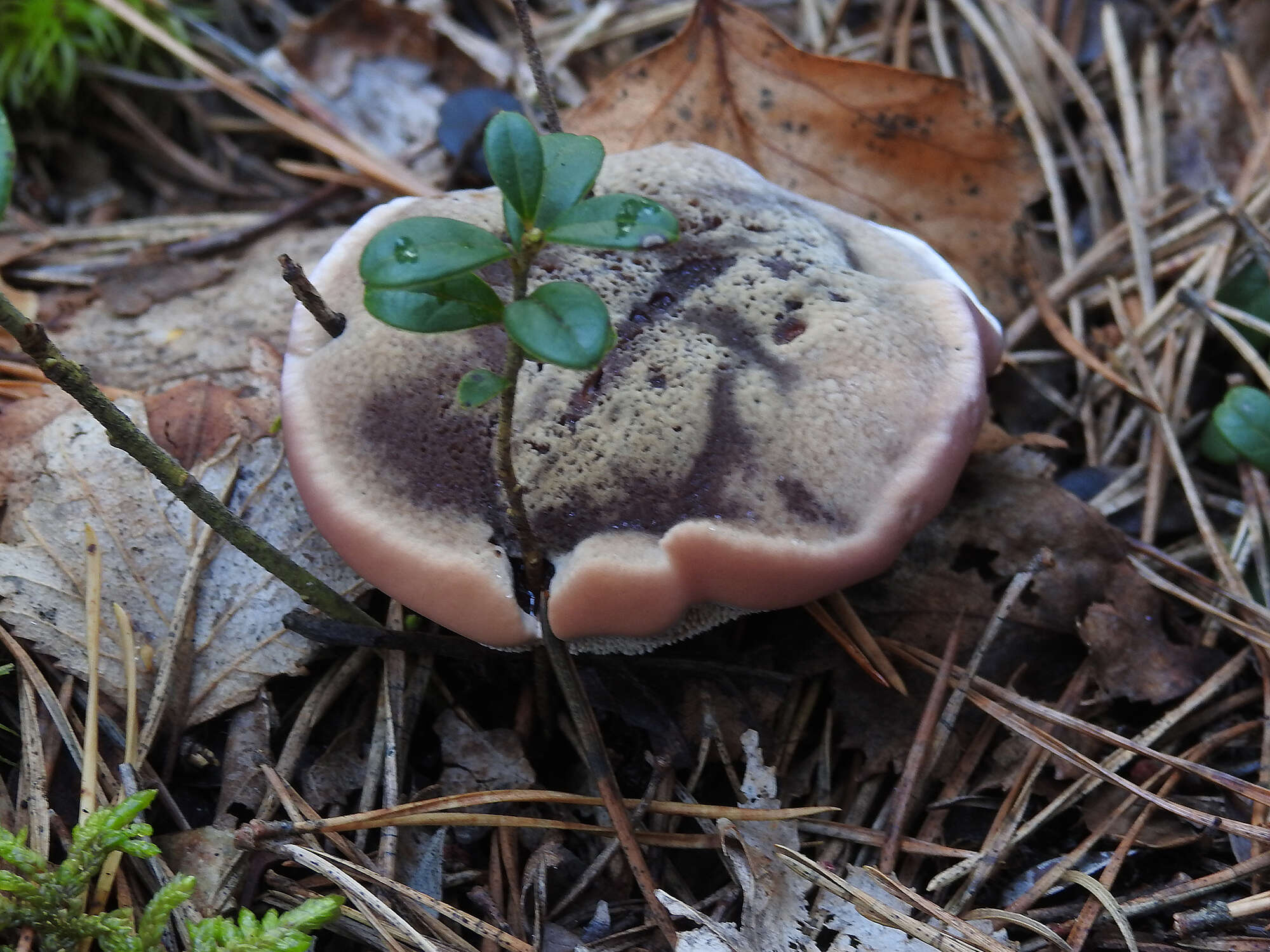 Image of Mealy tooth