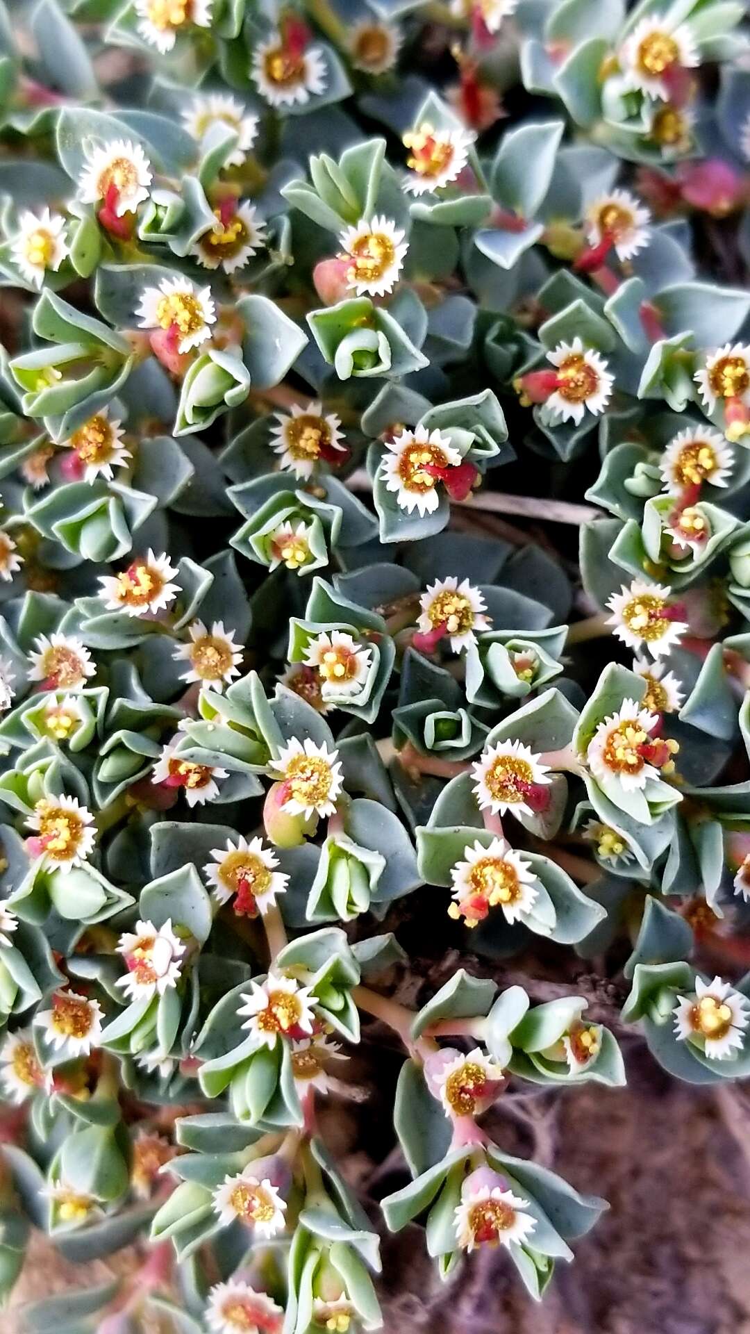 Imagem de Euphorbia jejuna M. C. Johnst. & Warnock