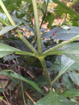 Image of Ruellia proxima Lindau