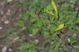 Plancia ëd Bauhinia macranthera Hemsl.