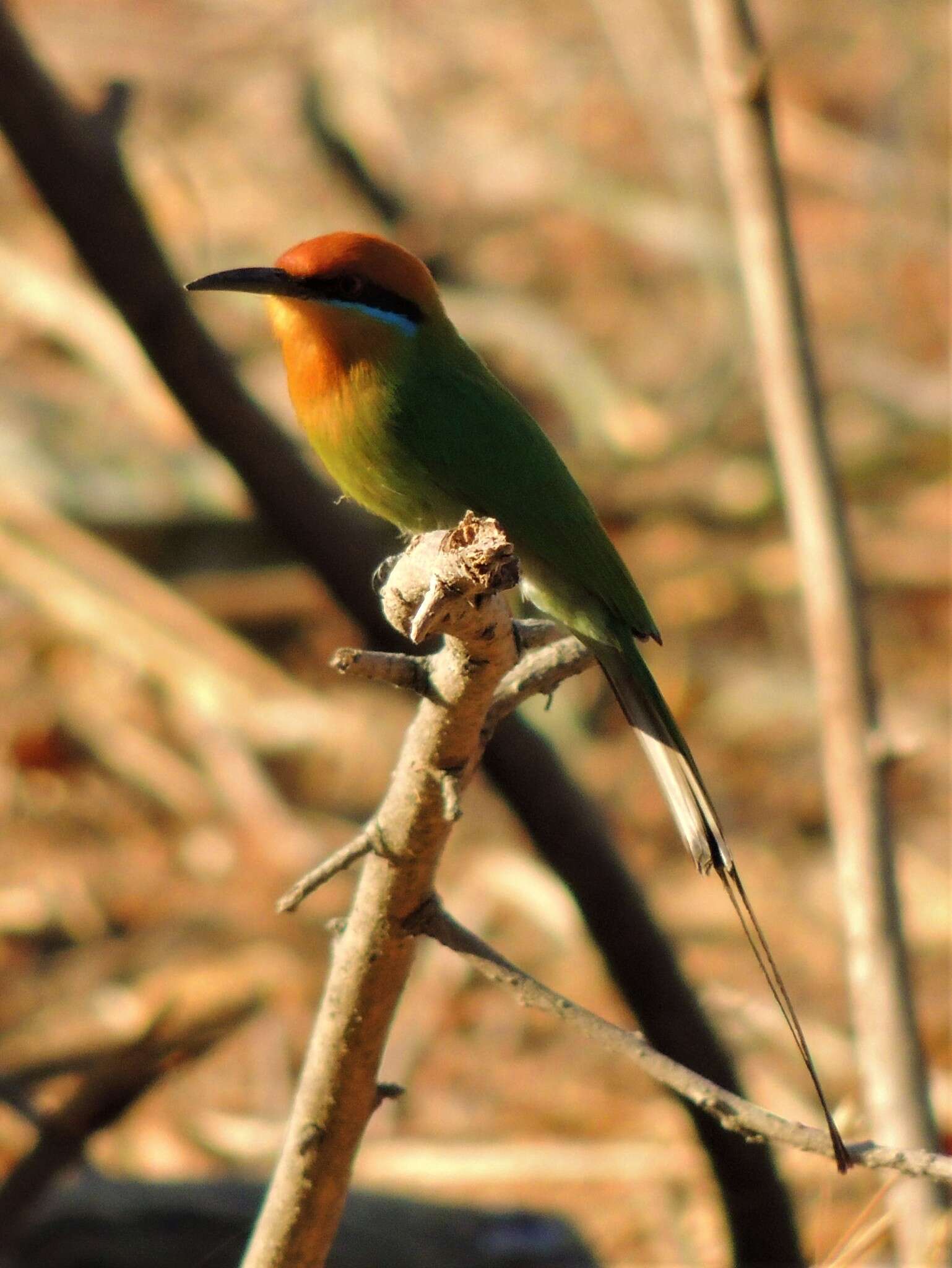 Image of Böhm's Bee-eater