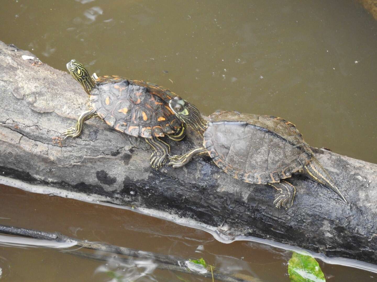 Слика од Graptemys flavimaculata Cagle 1954