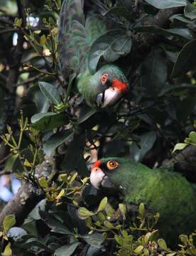 Image of Masai Red-headed Parrot