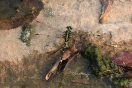 Image of Labrogomphus torvus Needham 1931