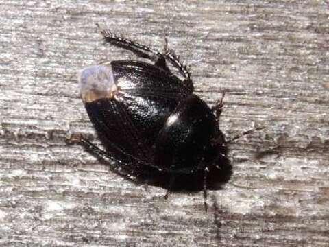 Image of Burrower bug