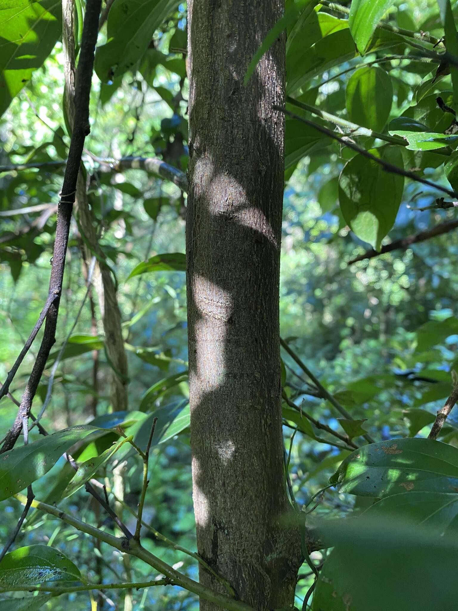 Image of Cryptocarya triplinervis var. triplinervis