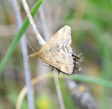 Image of Straw-barred Pearl