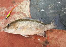 Image of Gray Snapper