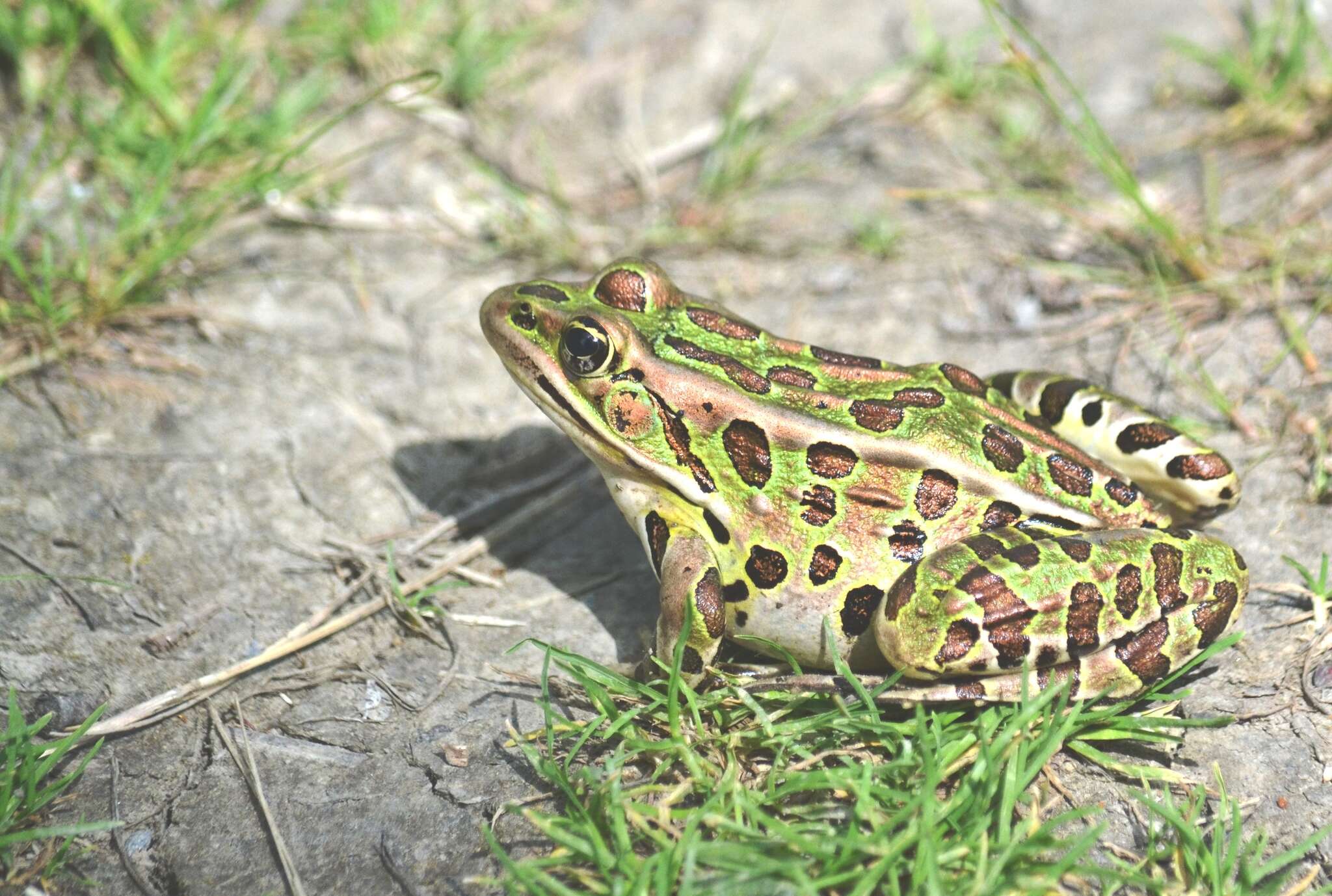 Image of Northern Leopard Frog