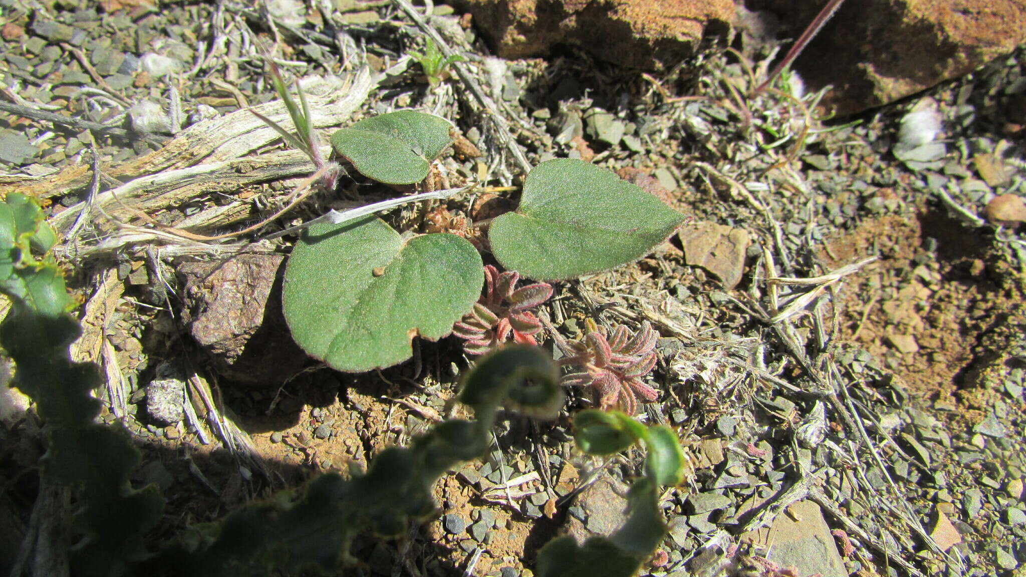 Image of Pelargonium nervifolium Jacq.