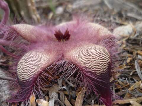 صورة <i>Stapelia <i>hirsuta</i></i> var. hirsuta