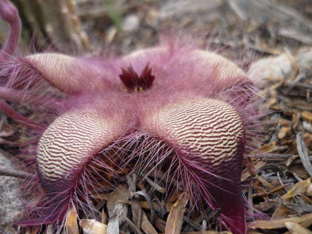 <i>Stapelia <i>hirsuta</i></i> var. hirsuta的圖片