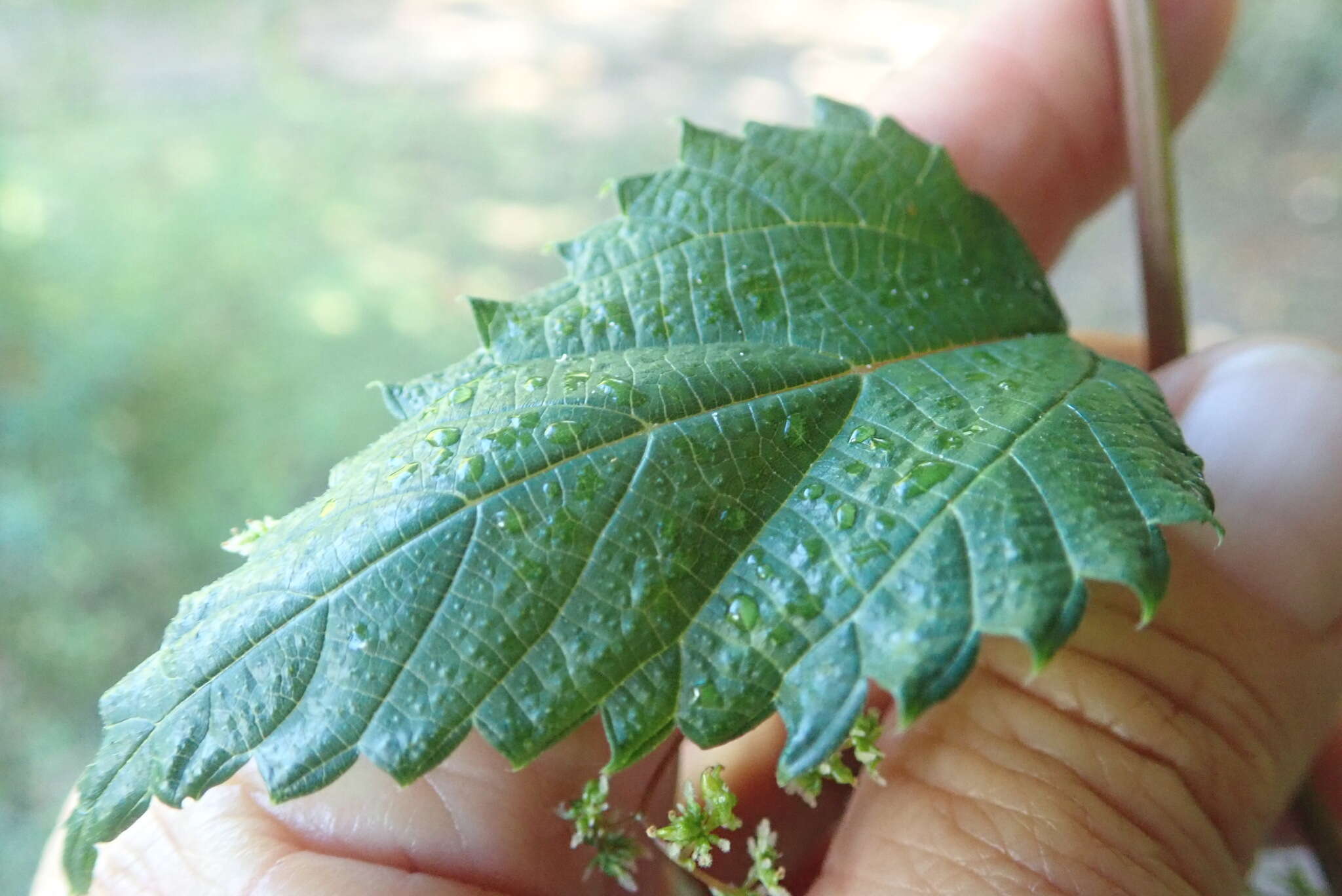 Image of Laportea peduncularis (Wedd.) Chew