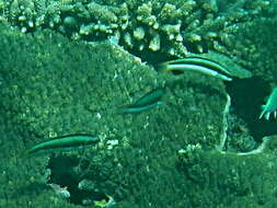 Image of Bluehead wrasse