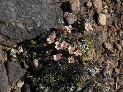 Image of pincushion plant