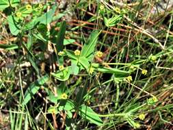 Euphorbia inundata var. inundata resmi