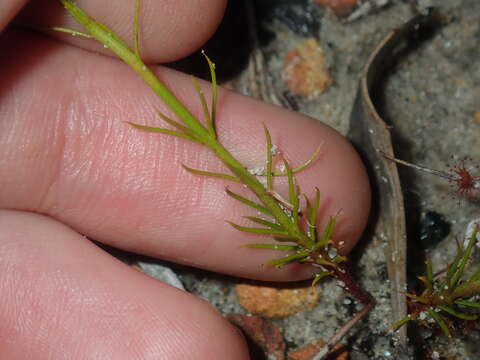 Imagem de Drosera prophylla