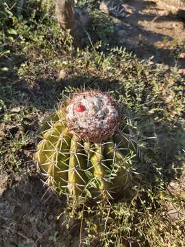 Melocactus curvispinus subsp. curvispinus resmi