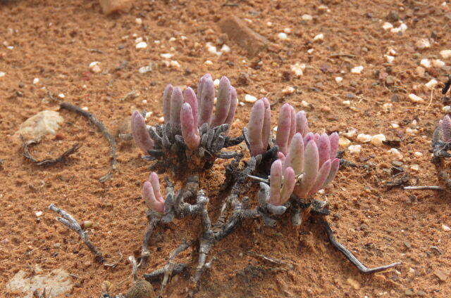 Слика од Cephalophyllum curtophyllum (L. Bol.) Schwant.