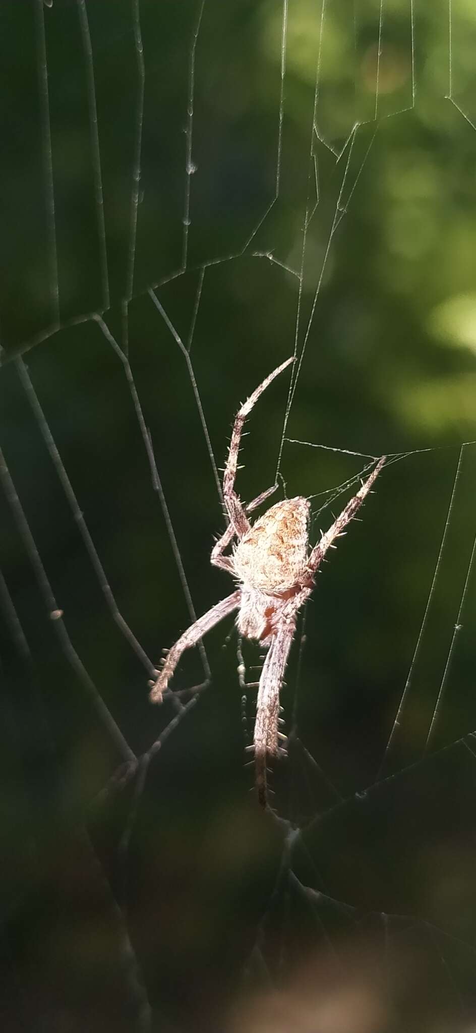 Image of Neoscona tedgenica (Bakhvalov 1978)