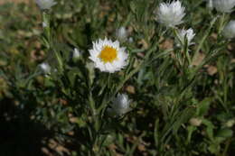 Image of Common White Sunray