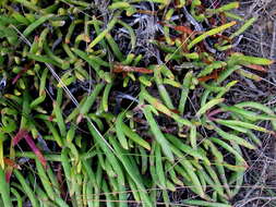 Plancia ëd Carpobrotus muirii (L. Bol.) L. Bol.