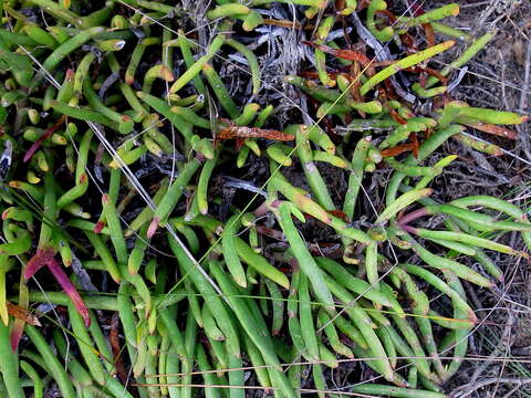 Image of Carpobrotus muirii (L. Bol.) L. Bol.