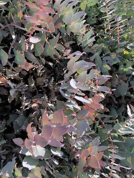 Image of Protea amplexicaulis (Salisb.) R. Br.