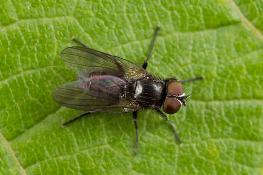 Fannia manicata (Meigen 1826)的圖片