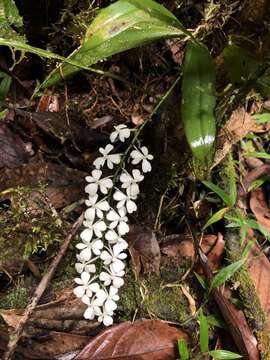 Image of Aerangis citrata (Thouars) Schltr.