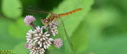 Image de Sympetrum frequens (Selys 1883)