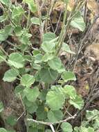 Image of Hibiscus coddii subsp. coddii