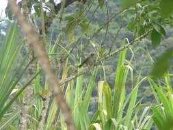Image of Ecuadorian Thrush