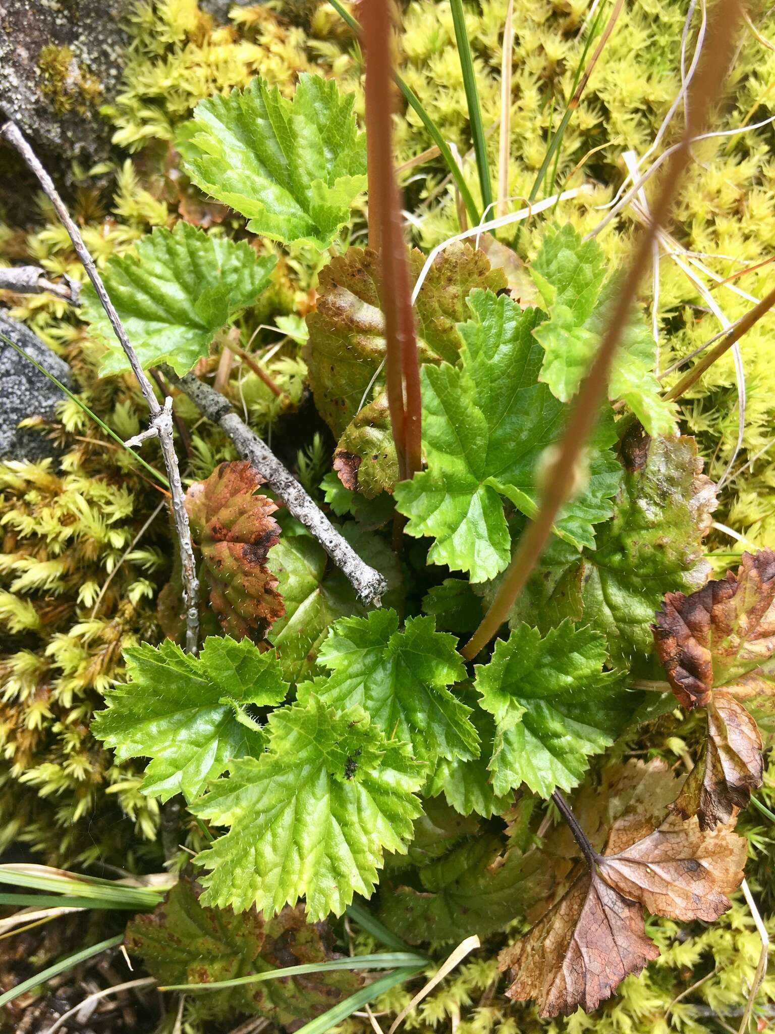 Image of fivestamen miterwort