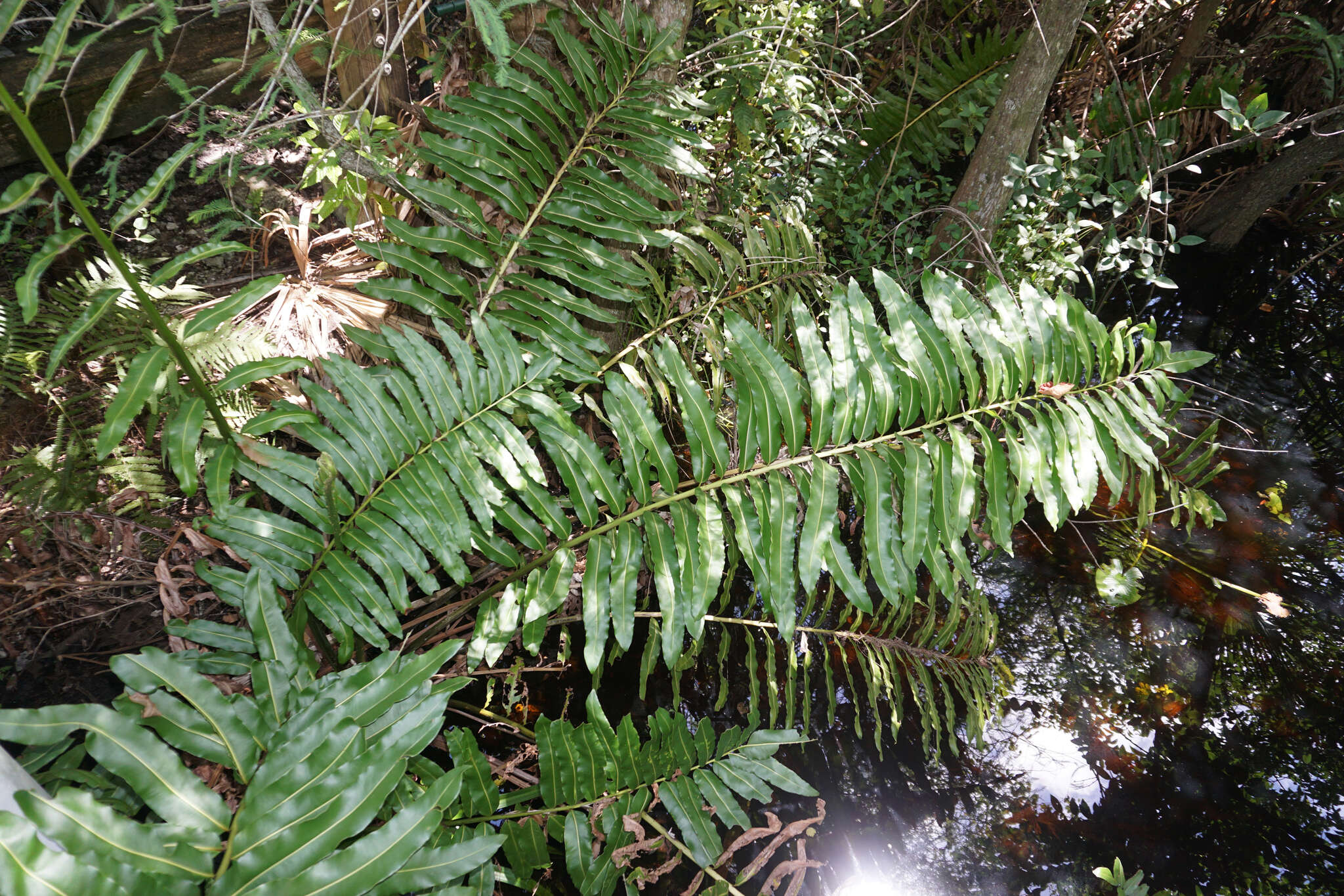 Image of giant leather fern