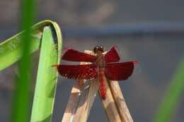 Image of Common Parasol