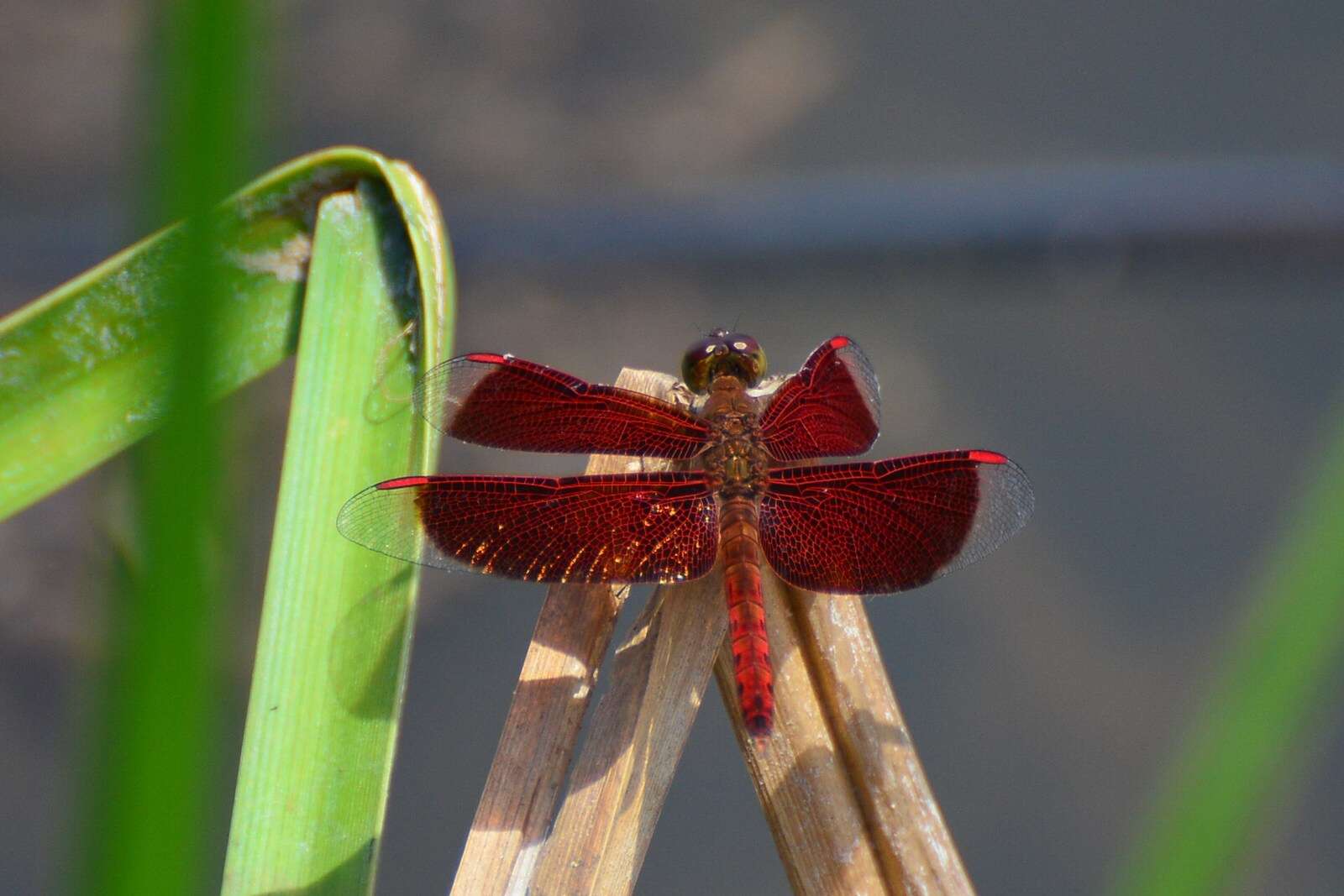 Image of Common Parasol