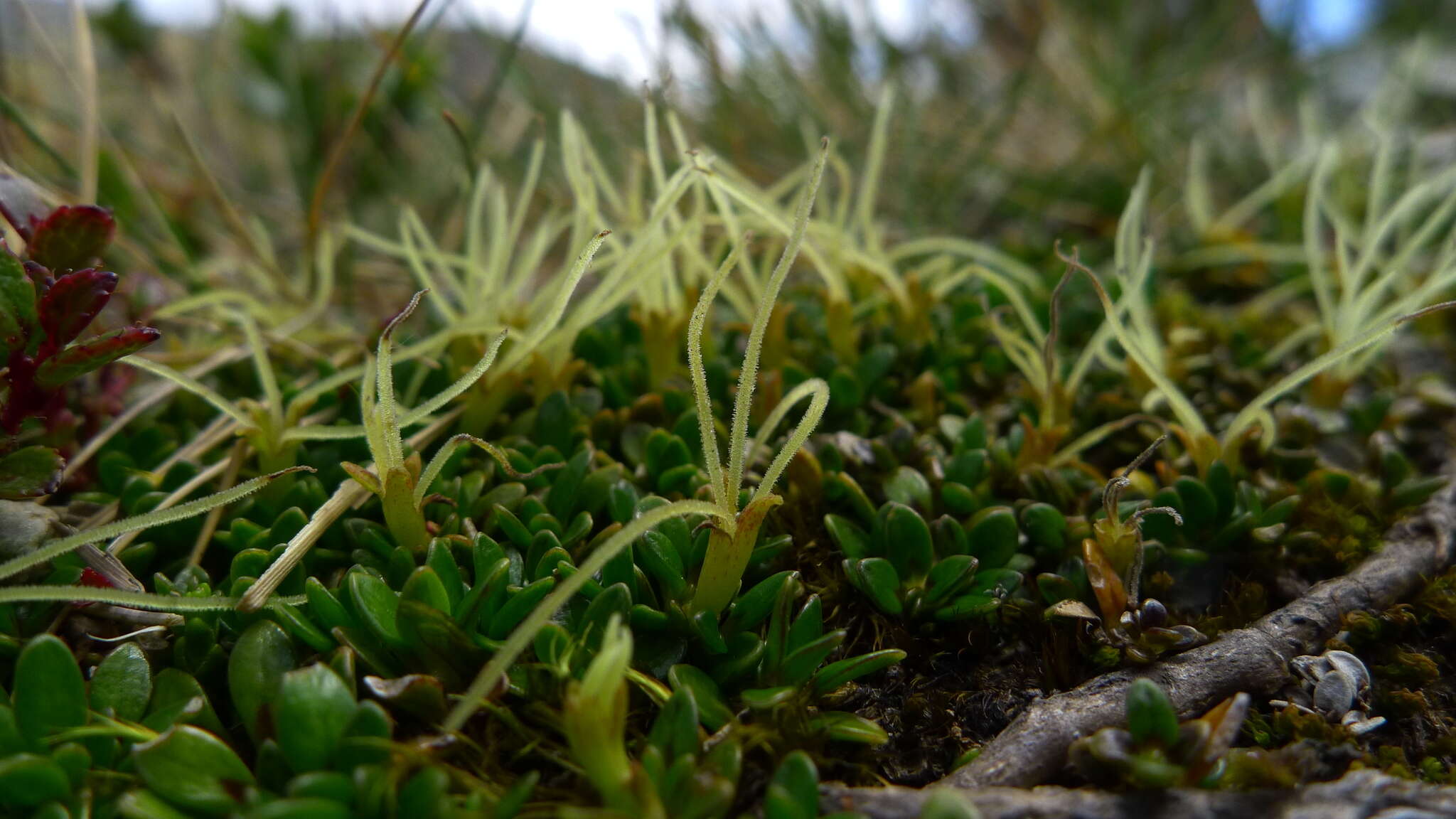 Image of Coprosma perpusilla Colenso